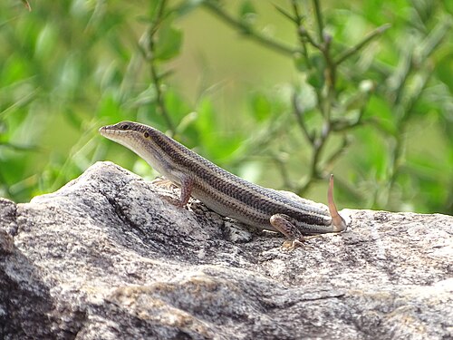 Reptiles au Bénin Photograph: KOUAGOU Damien