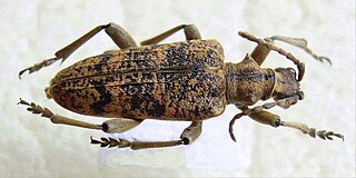 <i>Rhagium sycophanta</i> species of insect