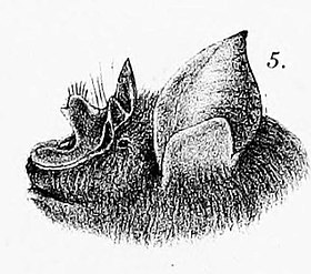 Rhinolophus affinis.jpg