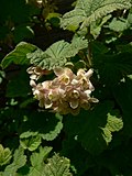 Ribes viscosissimum 15702.JPG