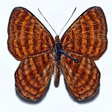 Riodinidae - Zemeros emesoides.JPG