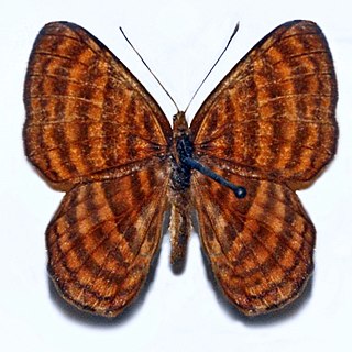 <i>Zemeros emesoides</i> Species of butterfly