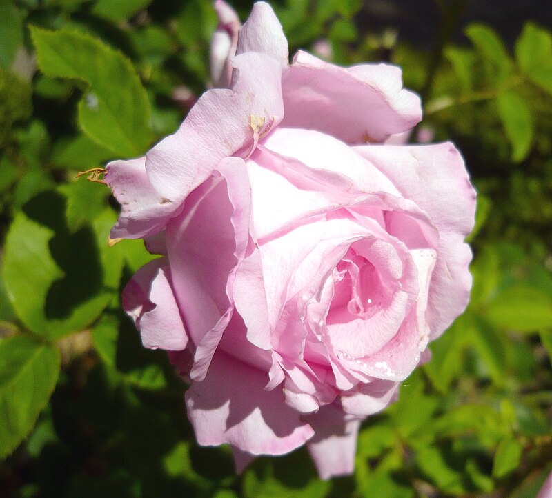 Rosa 'Coupe d'Hébé' - Wikidata