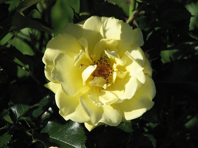 File:Rosa 'Gelber Engel' 02.jpg