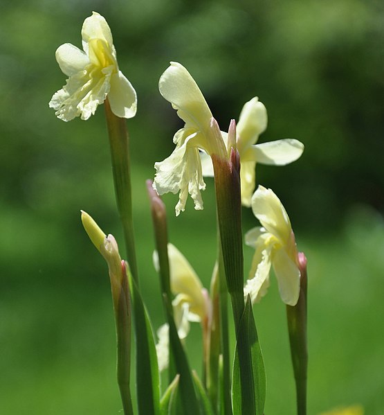 File:Roscoea cautleoides cropped.jpg