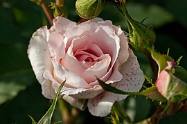 'Sousyun', Floribunda 1991