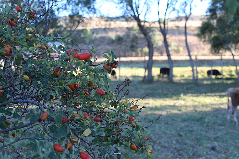 File:Rose hip plant.JPG