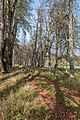 * Nomination Linden tree alley north of castle Rosegg, Rosegg, Carinthia, Austria -- Johann Jaritz 04:15, 12 November 2019 (UTC) * Promotion  Support Good quality. --Uoaei1 04:57, 12 November 2019 (UTC)
