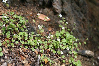 SP105614 Myosotis chaffeyorum Lehnebach WELT Te Papa 1592404 400186.jpg