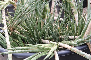 Sansevieria francisii pm.jpg