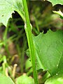 2017年10月14日 (土) 07:01時点における版のサムネイル