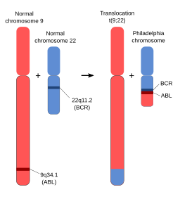 Schematic of the Philadelphia Chromosome