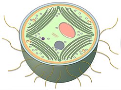 Schematic representation of Synechocystis cell morphology 2.jpg