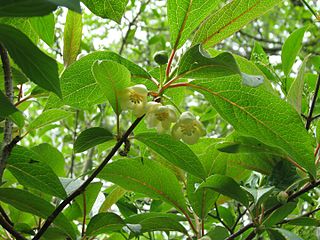 <i>Schisandra grandiflora</i> Species of plant in the genus Schisandra