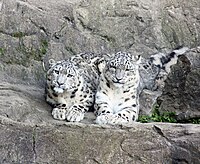 India home to 718 snow leopards; Ladakh highest with 477: SPAI report