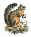 Callosciurus phayrei