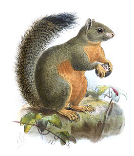 <span class="mw-page-title-main">Phayre's squirrel</span> Species of "beautiful" squirrel from Asia