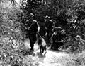 Scout dog leading patrol in search for Vietcong