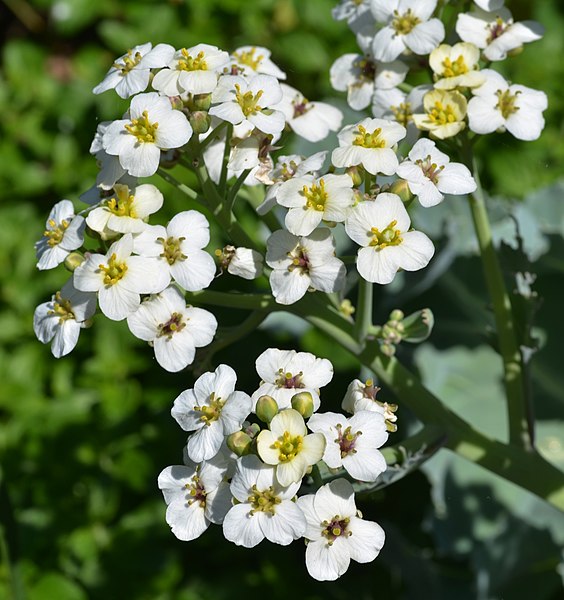 File:Sea Kale 'Crambe maritima' Flower.JPG