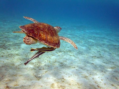 Sea Turtle with Remoras - Marsa Alam, Egypt