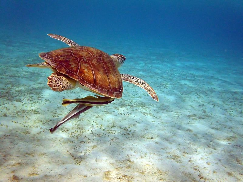 Datoteka:Sea Turtle with Remoras - Marsa Alam, Egypt - August 9, 2011.jpg