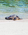 Sea turtle resting (Unsplash).jpg