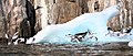 Seabirds and iceberg at Coburg Island.jpg