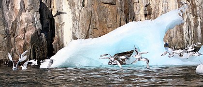 Seabirds and iceberg at Coburg Island.jpg