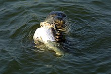 A seal at Wiggenhall St. Peter, Norfolk