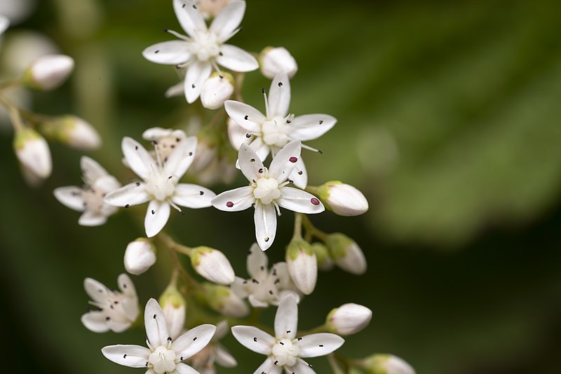 File:Sedum album 139769065.jpg