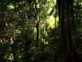 Selva tropicale Selva Lacandona, Chiapas