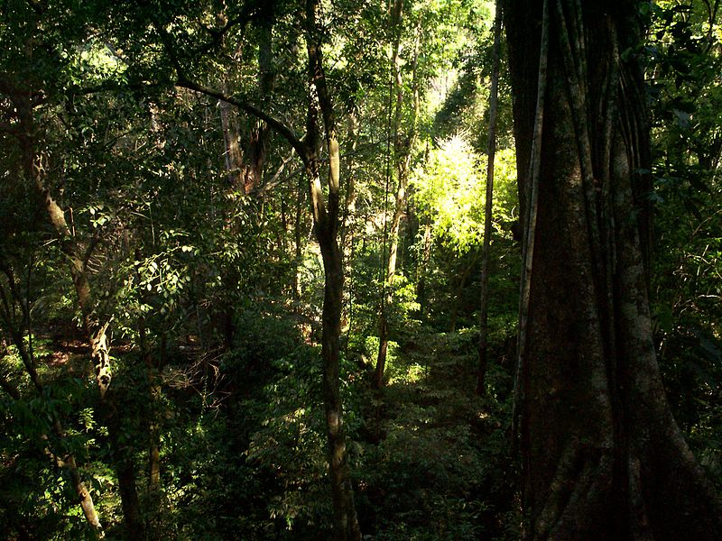 File:Selva Lacandona.JPG