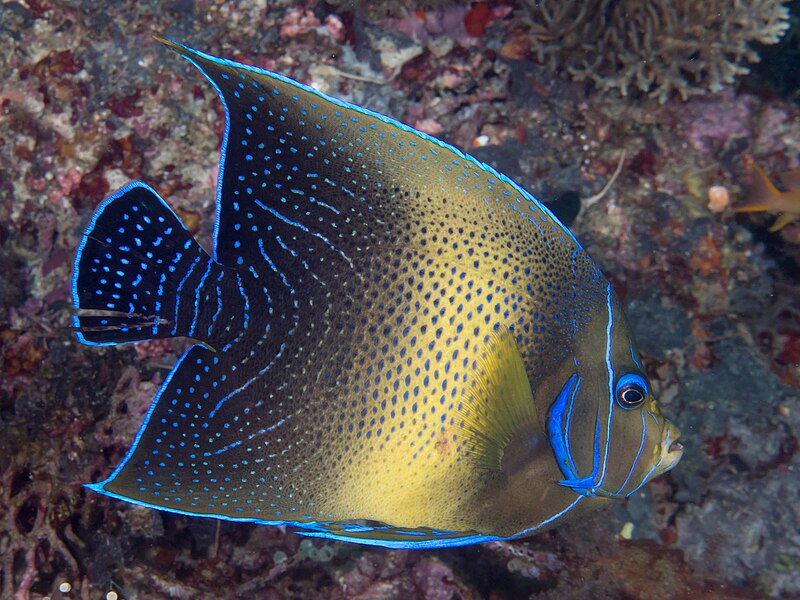 File:Semicircle angelfish (Pomacanthus semicirculatus) (46982094644).jpg