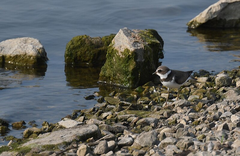 File:Semipalmated Plover - 51467010814.jpg