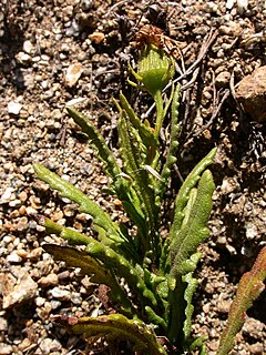 <i>Senecio coquimbensis</i> Species of flowering plant