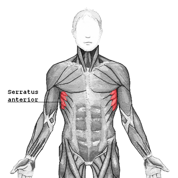 Serratus anterior muscle