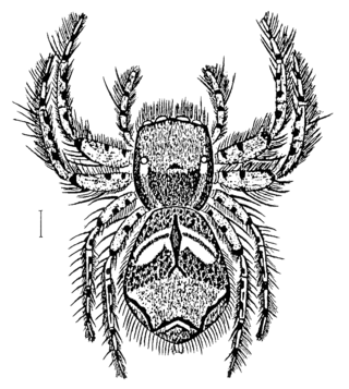 <i>Servaea vestita</i> Species of spider