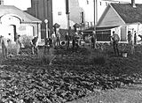 Raffineriarbeidere spar opp jorde ved hovedporten for dyrking av poteter som matauk under krigen Foto: Arkivverket