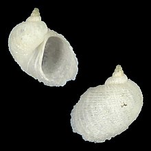 Shell Zeradina parva.jpg