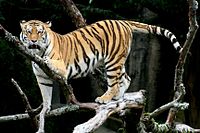 200px-Siberian_Tiger_sf.jpg