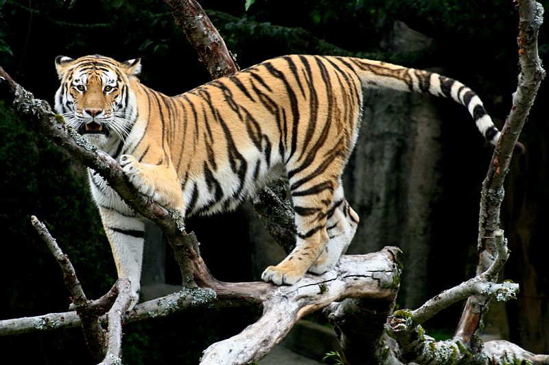 File:Siberian Tiger sf.jpg