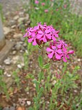 Miniatura para Silene armeria