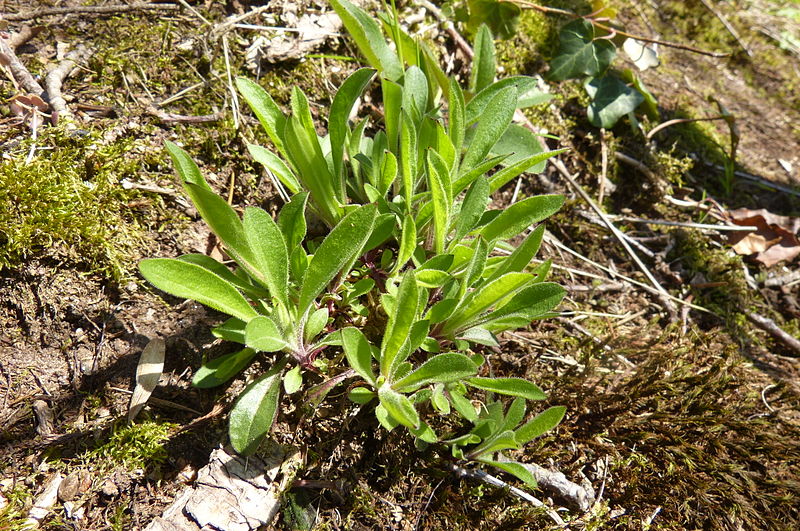 File:Silene nutans.JPG