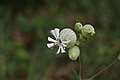 Silene vulgaris