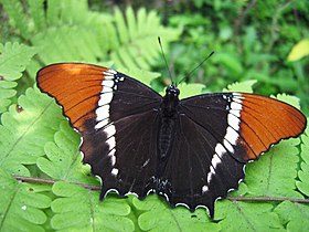 S. epaphus em repouso, vista superior.