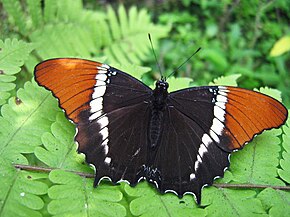 Descrierea imaginii Siproeta epaphus.jpg.