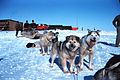 The sled dogs were a keystone in the polar cultures