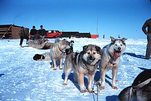 犬ぞり: 呼称, 用途, そり犬