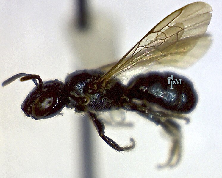 File:Small Carpenter Bee - Ceratina sp. (10155209853).jpg