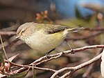 Smicrornis brevirostris -Canberra, Australia-8.jpg